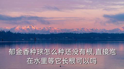  郁金香種球怎么種還沒有根,直接泡在水里等它長根可以嗎