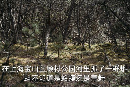 上海市寶山雷鋒中學照片，寶山區浦東新區的市重點高中那個學校的校服好看