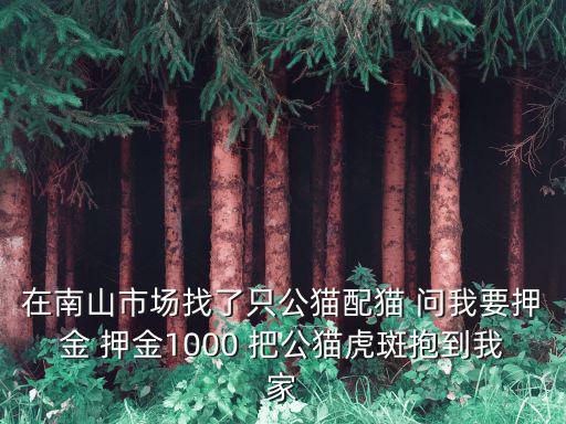 在南山市場找了只公貓配貓 問我要押金 押金1000 把公貓虎斑抱到我家