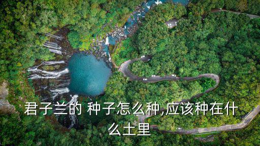 君子蘭種子怎么種,君子蘭種子怎么發(fā)芽?