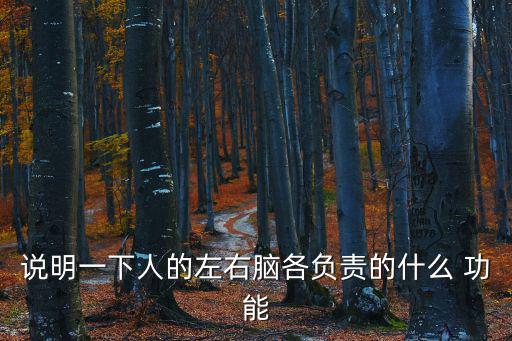 說明一下人的左右腦各負責的什么 功能