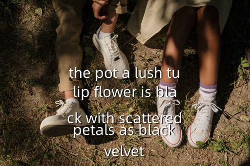 廣州speedkjs絲絨，the pot a lush tulip flower is black with scattered petals as black velvet