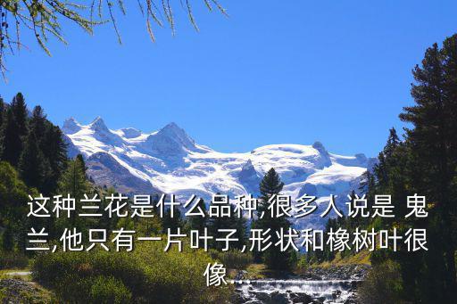 鬼蘭,甘肅白水江自然保護區(qū)發(fā)現(xiàn)紫莖澤蘭身影
