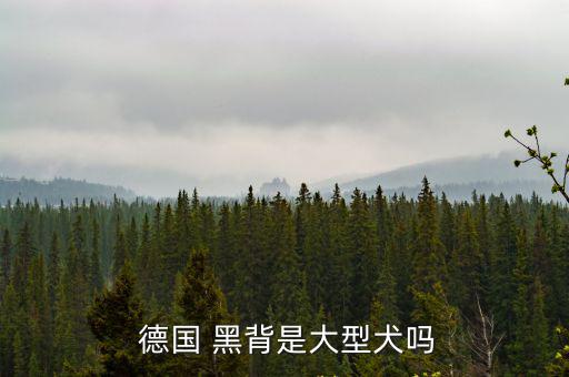  德國 黑背是大型犬嗎