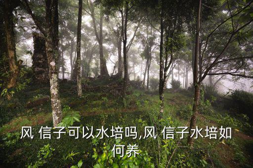 風(fēng) 信子可以水培嗎,風(fēng) 信子水培如何養(yǎng)