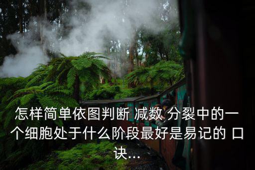 怎樣簡單依圖判斷 減數 分裂中的一個細胞處于什么階段最好是易記的 口訣...