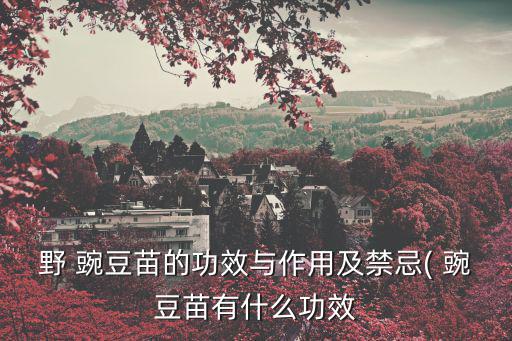 野 豌豆苗的功效與作用及禁忌( 豌豆苗有什么功效
