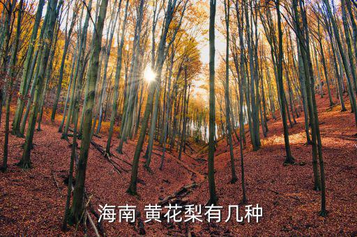 海南 黃花梨有幾種