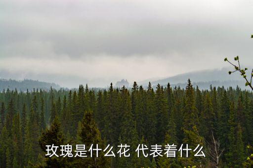 玫瑰是什么花 代表著什么