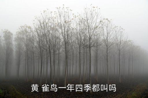 黃雀鳥,如何辨識一只優等生?看這里!