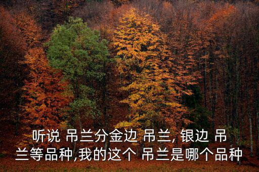 聽說 吊蘭分金邊 吊蘭, 銀邊 吊蘭等品種,我的這個 吊蘭是哪個品種