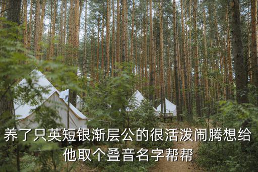 養了只英短銀漸層公的很活潑鬧騰想給他取個疊音名字幫幫