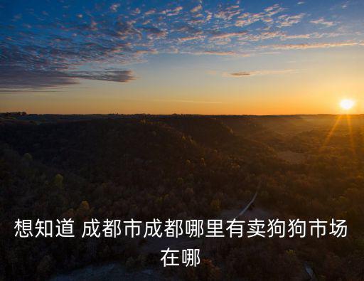 成都市簡州區(qū)哪里有小狗，成都哪里有寵物狗市場