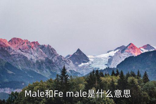 Male和Fe male是什么意思