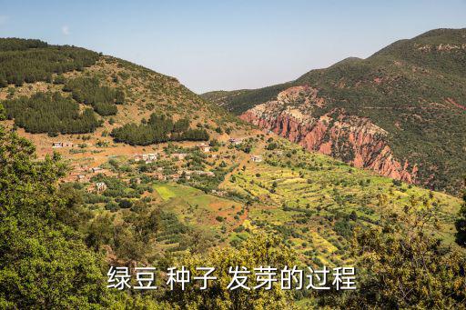 綠豆 種子 發芽的過程