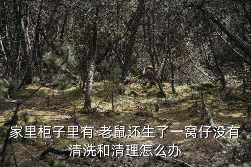 老鼠仔,醫(yī)生夢見老鼠住處會有傳染病老鼠這么能生