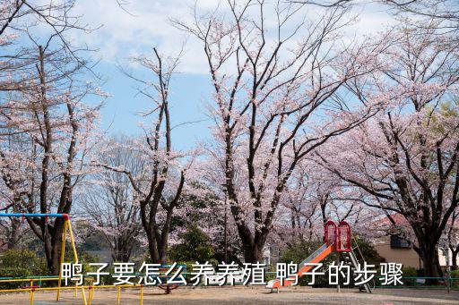  鴨子要怎么養(yǎng)養(yǎng)殖 鴨子的步驟