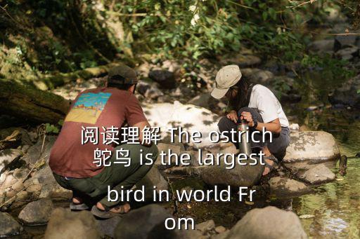 閱讀理解 The ostrich 鴕鳥 is the largest bird in world From