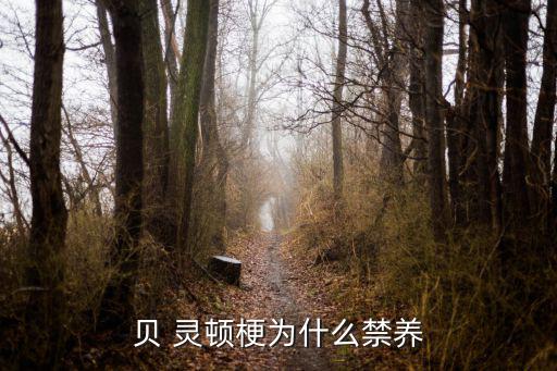 貝靈頓梗犬,英國血統(tǒng)性格貝靈頓梗大膽、強壯、敏捷