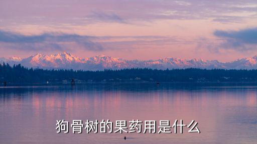 狗骨樹的果藥用是什么