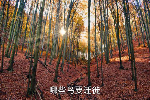 哪些鳥要遷徙