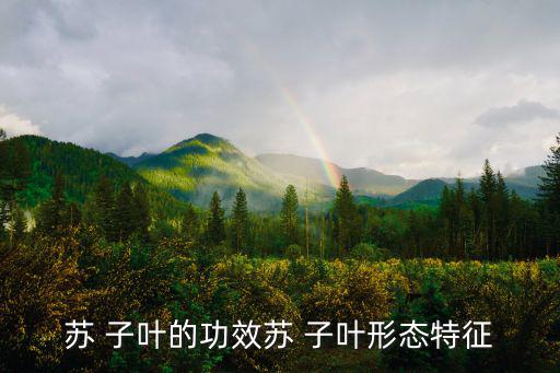 蘇 子葉的功效蘇 子葉形態(tài)特征