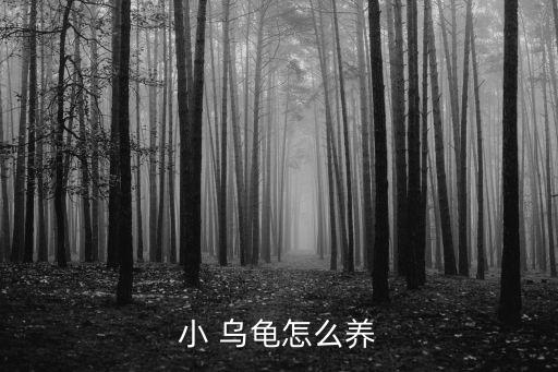 小烏龜怎么養,養龜糧要注意什么?