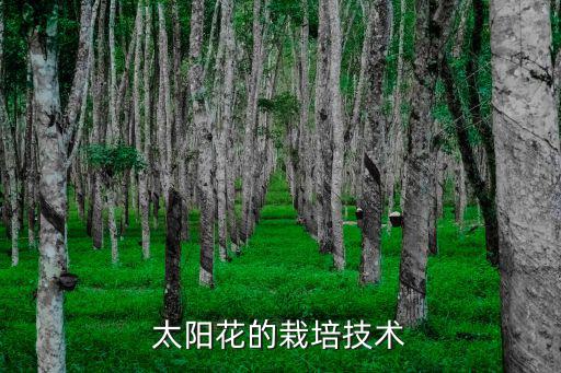 太陽花的栽培技術