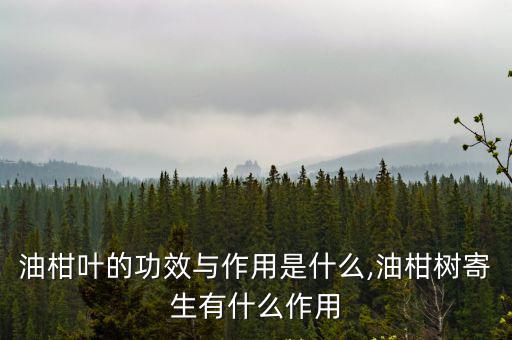 油柑葉的功效與作用是什么,油柑樹寄生有什么作用