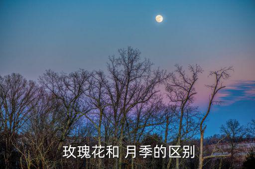  玫瑰花和 月季的區別
