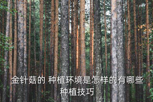  金針菇的 種植環境是怎樣的有哪些 種植技巧