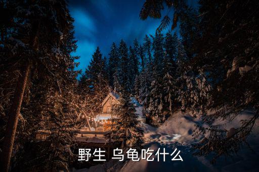 野生烏龜,自然條件下經過100-80天孵化幼龜破殼而出