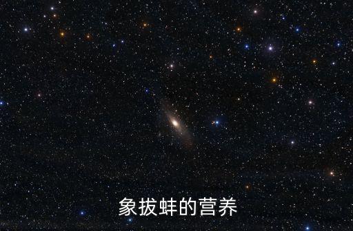 象拔蚌的功效,比拔貽貝小但營養豐富越來越多人喜歡吃象拔刺身