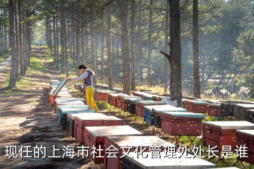 現任的上海市社會文化管理處處長是誰