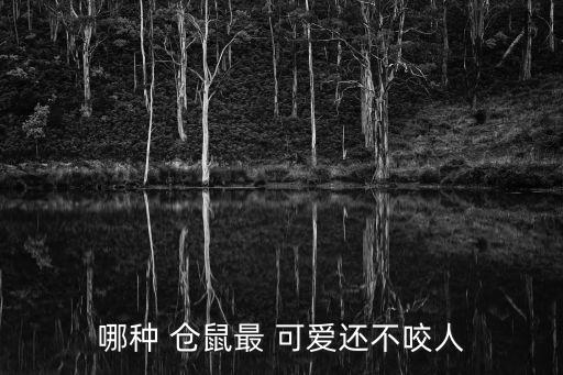 可愛倉鼠,這些倉鼠的品種有何不同?