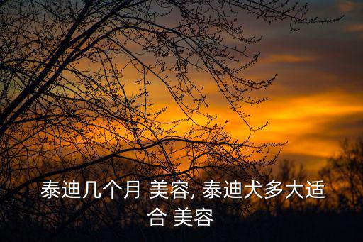  泰迪幾個(gè)月 美容, 泰迪犬多大適合 美容