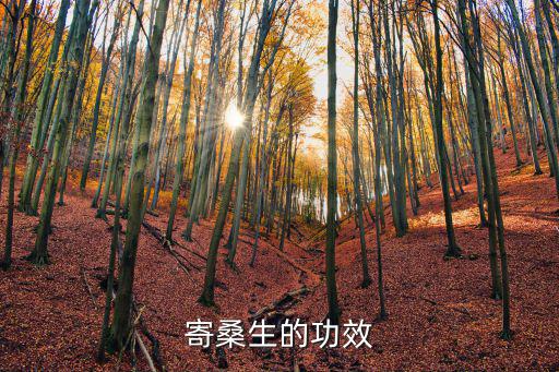 寄桑生的功效