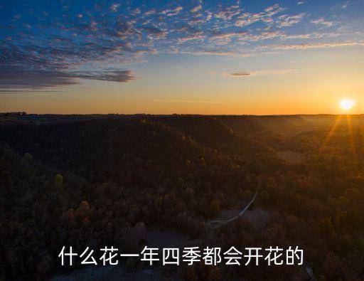 什么花一年四季都會開花的