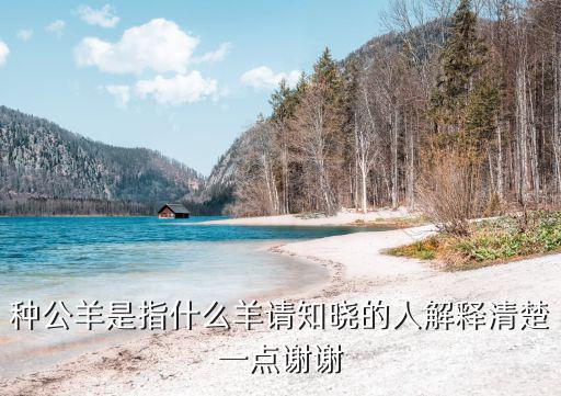 種公羊是指什么羊請(qǐng)知曉的人解釋清楚一點(diǎn)謝謝