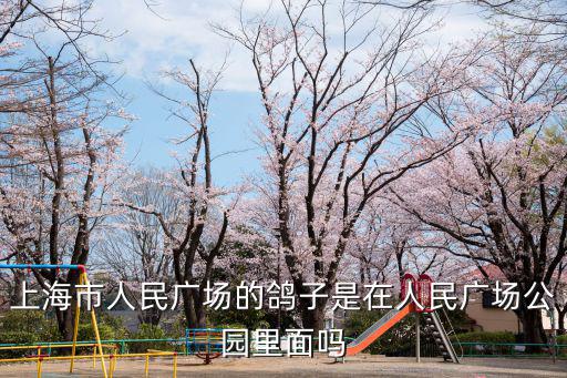 上海市中心養鴿子，上海市城區家庭養鴿子是否合法