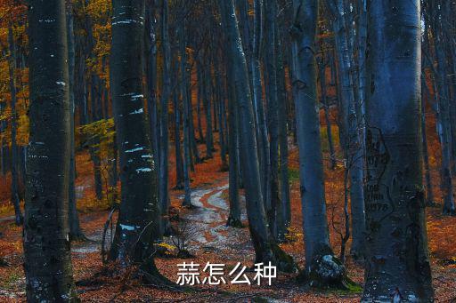 蒜怎么種