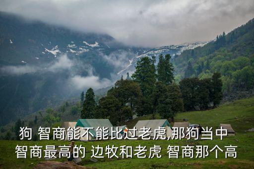 狗 智商能不能比過老虎,那狗當中 智商最高的 邊牧和老虎 智商那個高
