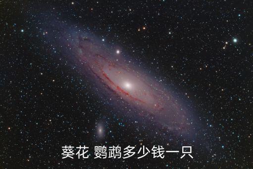  葵花 鸚鵡多少錢一只