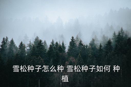 雪松種植,如何種植雪松?注意事項有很多!