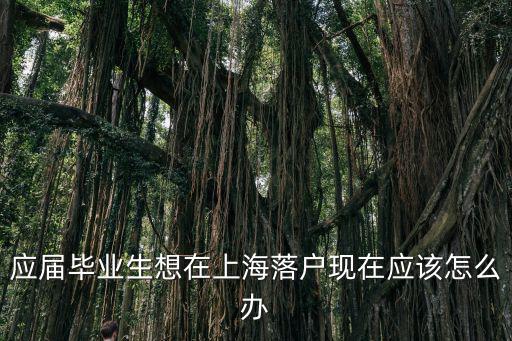 應屆生 上海 落戶，一個本科畢業生如何在上海落戶