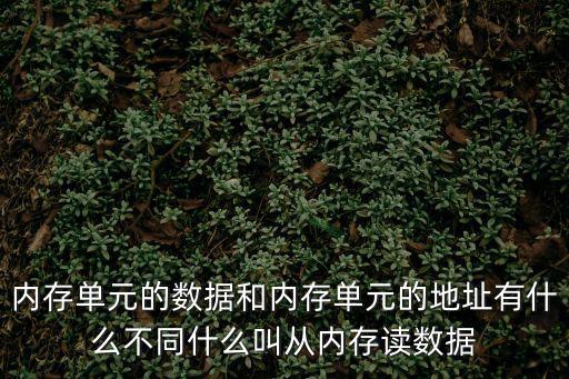 內存單元的數據和內存單元的地址有什么不同什么叫從內存讀數據