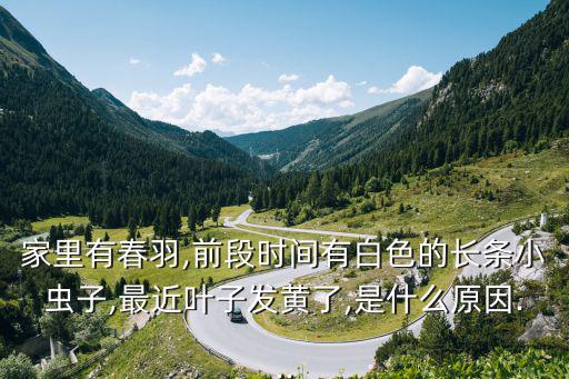 春羽花,水培春羽花葉子發黃的原因: