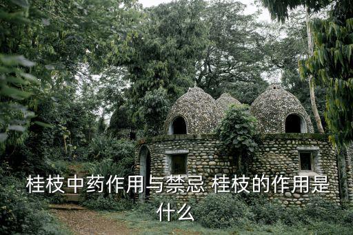 桂枝的作用,桂枝可用作食物調(diào)味品還可治感冒