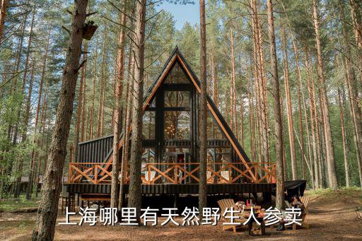 上海哪里有天然野生人參賣