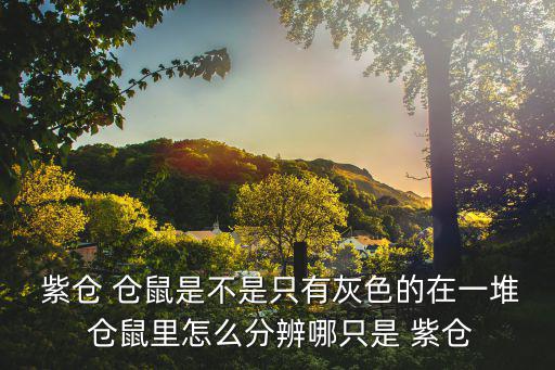 紫倉倉鼠,新年快樂紫倉容易養不會兇嗎?